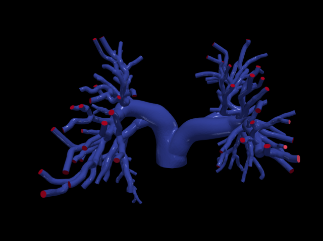 Pulmonary arteries 3D Model .c4d .max .obj .3ds .fbx .stl .blend 