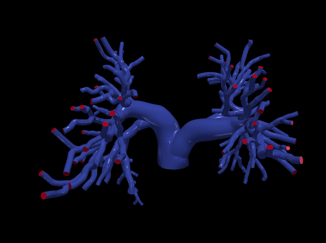 Pulmonary arteries 3D Model .c4d .max .obj .3ds .fbx .stl .blend