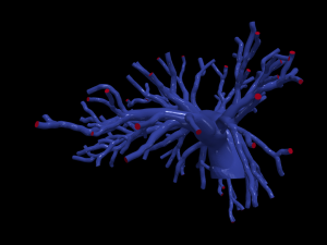 Pulmonary arteries 3D Model