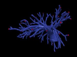Pulmonary arteries 3D Model
