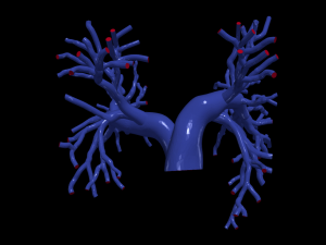 Pulmonary arteries 3D Model