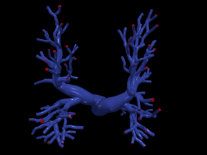 Pulmonary arteries 3D Model