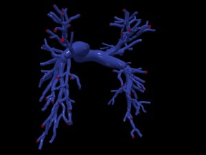 Pulmonary arteries 3D Model
