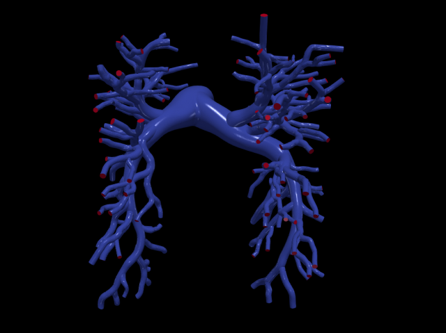 Pulmonary arteries 3D 모델 .c4d .max .obj .3ds .fbx .stl .blend 