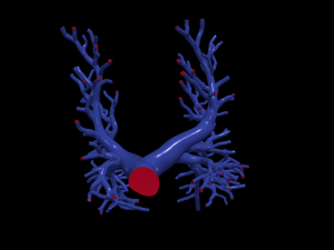 Pulmonary arteries 3D 모델
