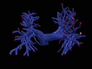 肺动脉 3D 模型
