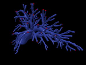 Pulmonary arteries 3D 모델