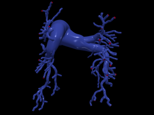 Pulmonary arteries Modelo 3D