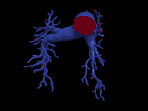 Pulmonary arteries Modelo 3D