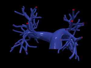 Pulmonary arteries 3D Models
