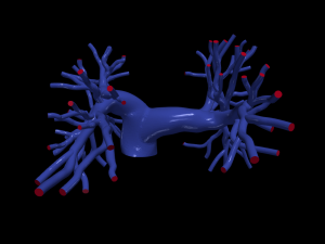 Pulmonary arteries 3D Model