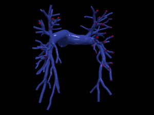 Pulmonary arteries 3D Model
