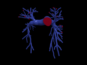 Pulmonary arteries 3D Model