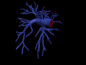 Pulmonary arteries 3D Model