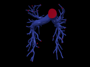 Pulmonary arteries Modelo 3D