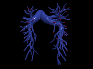 Pulmonary arteries Modelo 3D