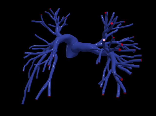 Pulmonary arteries 3D Model .c4d .max .obj .3ds .fbx .stl .blend 