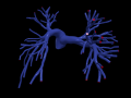 Pulmonary arteries 3D Models