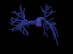 Pulmonary arteries 3D Model