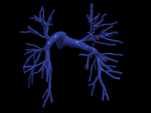 Pulmonary arteries 3D Model