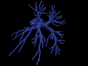 Pulmonary arteries 3D Model
