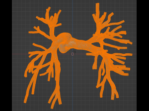 Pulmonary arteries 3D Model