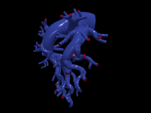 Pulmonary arteries Modello 3D