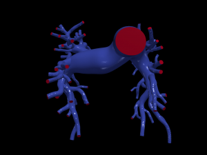 Pulmonary arteries Model 3D