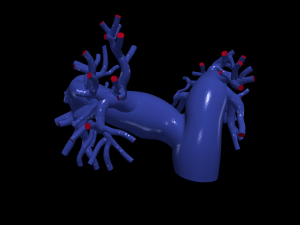 Pulmonary arteries Model 3D
