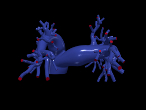 Pulmonary arteries Model 3D
