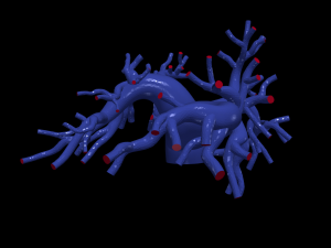 Pulmonary arteries Model 3D
