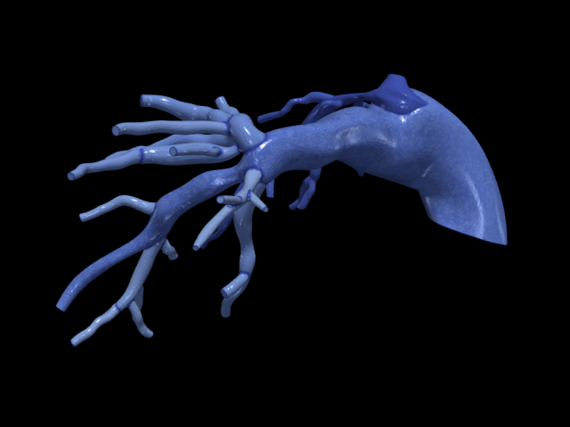 Pulmonary arteries 3D 모델 .c4d .max .obj .3ds .fbx .stl .blend 