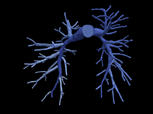 Pulmonary arteries 3D Model