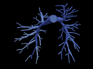Pulmonary arteries 3D Model