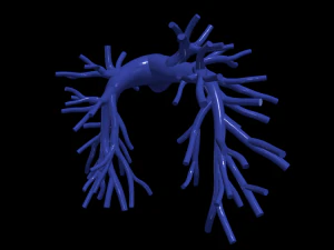 Pulmonary arteries 3D Model