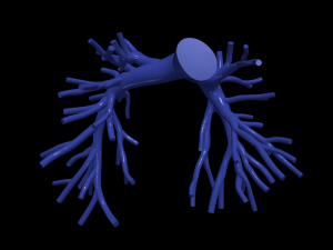 Pulmonary arteries 3D Model