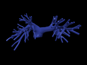 Pulmonary arteries 3D Model