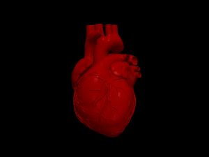 Heart 3D Model