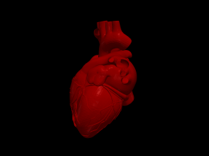 Heart 3D 모델