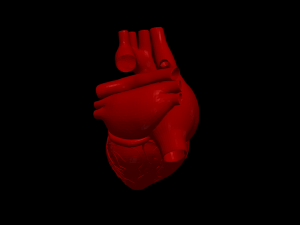 Heart 3D 모델