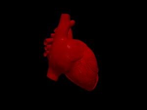 Heart 3D 모델
