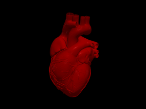 Heart 3D 모델