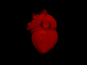 Heart 3D 모델