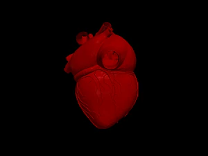 Herz 3D Modell
