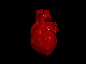 Heart 3D 모델