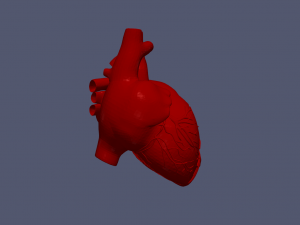Heart 3D 모델