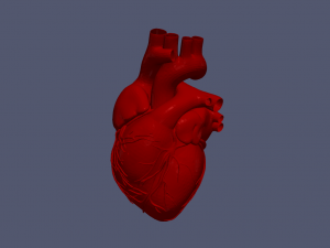 Heart 3D 모델