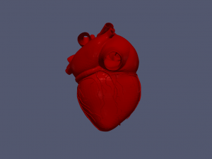 Heart 3D 모델