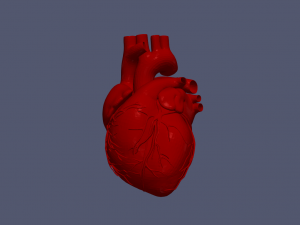 Heart 3D 모델