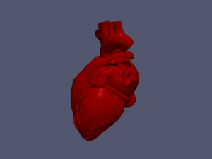 Heart 3D 모델
